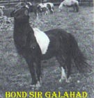 Bond Sir Galahad